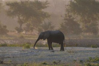 Ein Elefant in der simbabwischen Savanne.