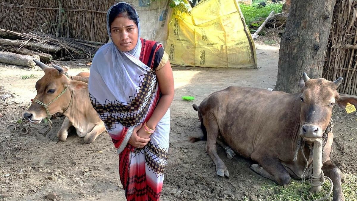 A woman with her two cows