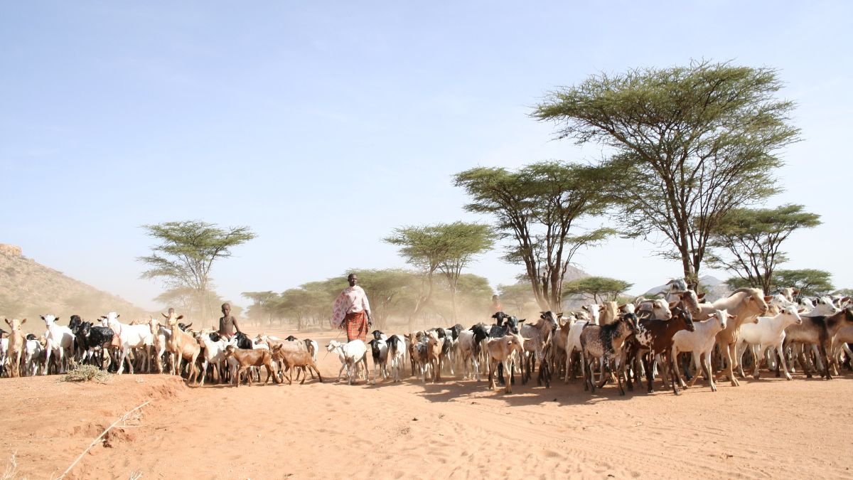 Young cattle herders and their cattle on a dusty road.