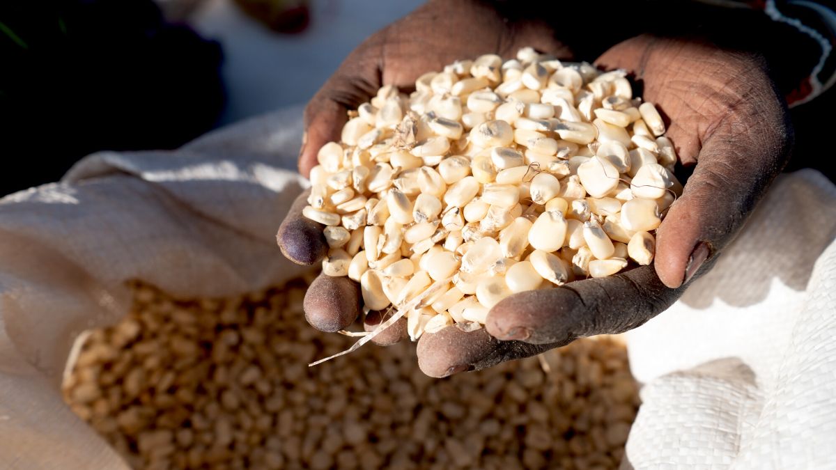 Families affected by the severe drought receive essential supplies from CBM and its partner OSHO, including maize, beans, and oil bottles at a distribution centre in Dire Woreda, Borena Zone, Ethiopia. 